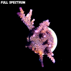 Bild zu MM Acropora millepora 