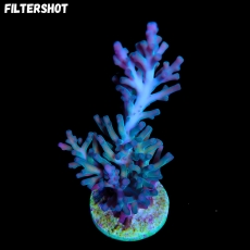 Bild zu MM Acropora echinata 