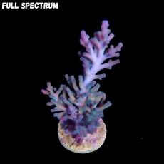 Bild zu MM Acropora echinata 