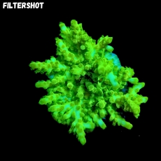 Bild zu MM Acropora sp. x-green #2368 (Originalfoto)