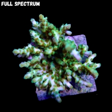 Bild zu MM Acropora sp. x-green #2368 (Originalfoto)