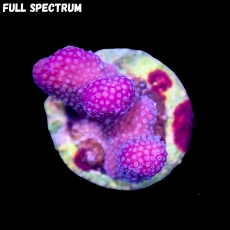 Bild zu MM Stylophora Fiji Pink #2412 (Originalfoto)