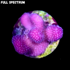 Bild zu MM Stylophora Fiji Pink #2164 (Originalfoto)