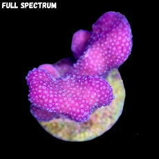 Bild zu MM Stylophora Fiji Pink #2395 (Originalfoto)