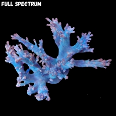 Bild zu MM Cespitularia M #2086 (Originalfoto)