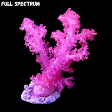 Bild zu MM Dendronephthea sp. pinkish (Originalfoto)