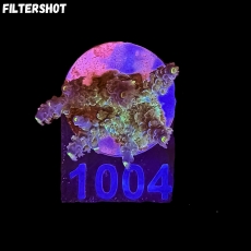 Bild zu SciReef Acropora kenti 