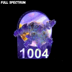 Bild zu SciReef Acropora kenti 