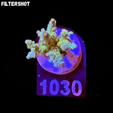 Bild zu SciReef Acropora kenti 