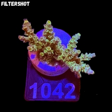 Bild zu SciReef Acropora kenti 