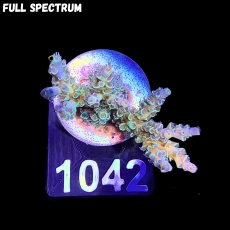 Bild zu SciReef Acropora kenti 