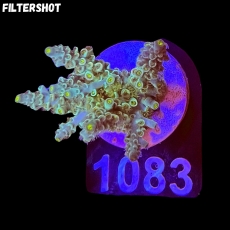 Bild zu SciReef Acropora kenti 