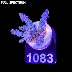 Bild zu SciReef Acropora kenti 