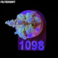 Bild zu SciReef Acropora kenti 