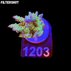 Bild zu SciReef Acropora kenti 