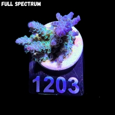 Bild zu SciReef Acropora kenti 