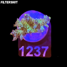 Bild zu SciReef Acropora kenti 