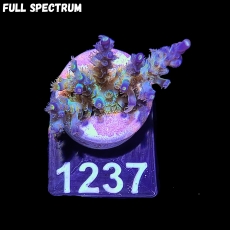 Bild zu SciReef Acropora kenti 