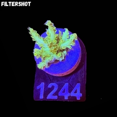 Bild zu SciReef Acropora kenti 