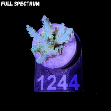 Bild zu SciReef Acropora kenti 