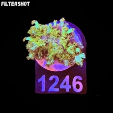 Bild zu SciReef Acropora kenti 