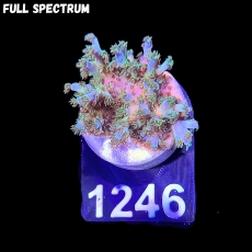 Bild zu SciReef Acropora kenti 