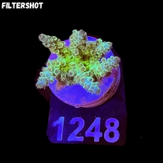 Bild zu SciReef Acropora kenti 