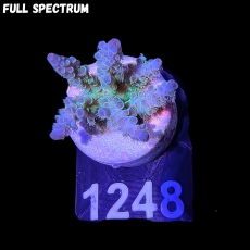 Bild zu SciReef Acropora kenti 