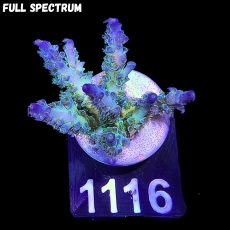 Bild zu SciReef Acropora kenti 