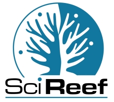 Bild zu SciReef Acropora kenti 