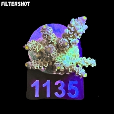 Bild zu SciReef Acropora kenti 