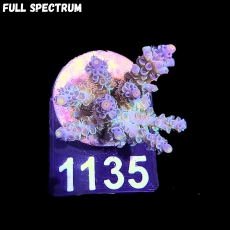 Bild zu SciReef Acropora kenti 