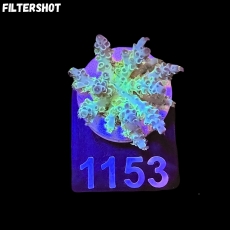 Bild zu SciReef Acropora kenti 