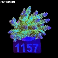 Bild zu SciReef Acropora kenti 