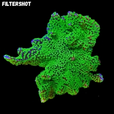 Bild zu MM Montipora 