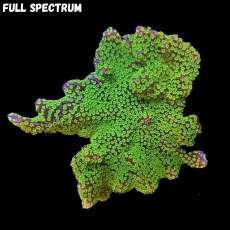 Bild zu MM Montipora 