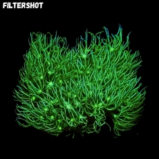 Bild zu MM Clavularia spp. - grüne Röhrenkoralle #2106