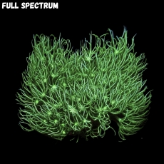 Bild zu MM Clavularia spp. - grüne Röhrenkoralle #2106