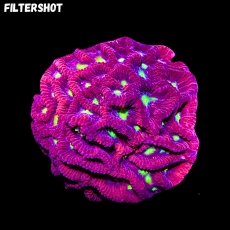 Bild zu MM Goniastrea ultra #2288