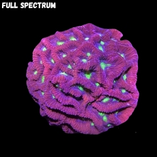 Bild zu MM Goniastrea ultra #2288