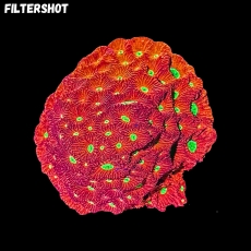 Bild zu MM Favia pentagona large #2265 (Originalfoto)