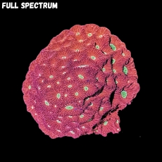 Bild zu MM Favia pentagona large #2265 (Originalfoto)