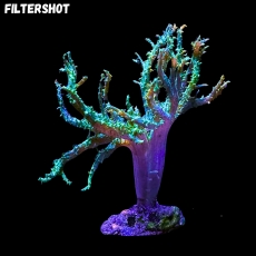 Bild zu MM Sinularia flexibilis green #2009 (Originalfoto)