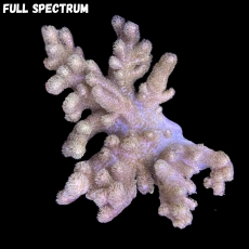 Bild zu MM Sinularia mollis large #2339 (Originalfoto)