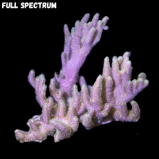 Bild zu MM Sinularia mollis large #2339 (Originalfoto)