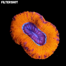 Bild zu MM Trachyphyllia red sprinkled (Originalfoto)