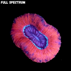 Bild zu MM Trachyphyllia red sprinkled (Originalfoto)