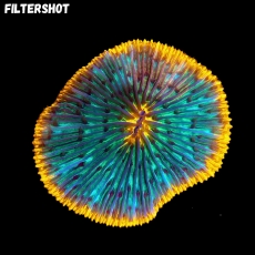 Bild zu MM Fungia sp. 