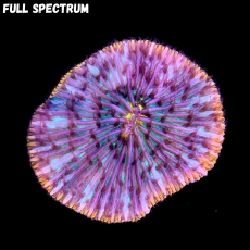 Bild zu MM Fungia sp. 