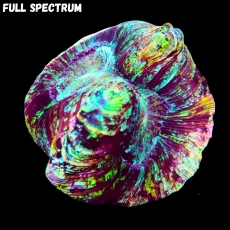 Bild zu MM Trachyphyllia 